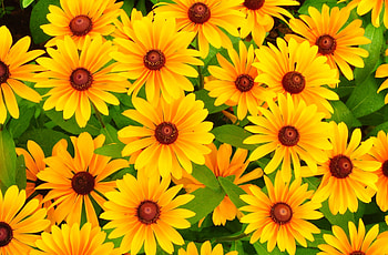 Flowers, Bright, Rudbekia, Rudbeckia HD wallpaper