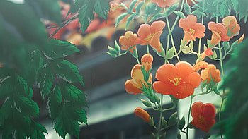 Vibrant Anime Blooms: Violet Evergarden Showcase, Anime, Violet Evergarden HD wallpaper