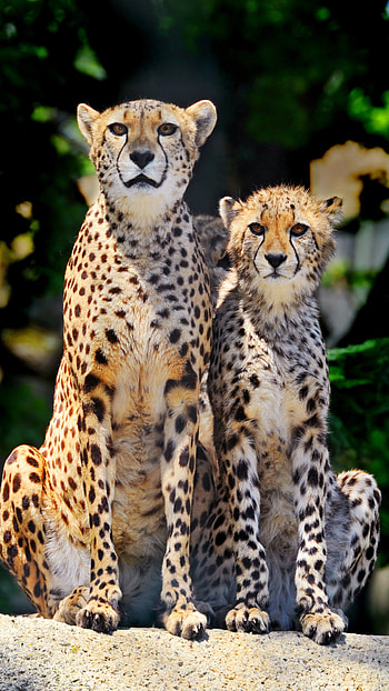Cheetah, Cheetah Couple HD phone wallpaper