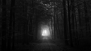Black And White Anime Forest 15 Wide . Black And White Anime Forest 15 Wide HD wallpaper