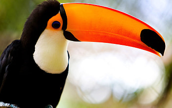Animals, Bird, Beak, Toucan, Exotic HD wallpaper