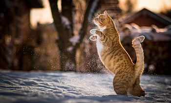 Animals, Cat, Redhead, Playful, On Hind Legs, On The Hind Legs HD wallpaper