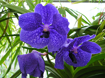 flower HD wallpaper