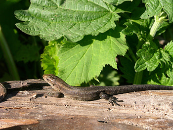 *** Little Lizard ***, reptiles, leaves, lizard, animals HD wallpaper
