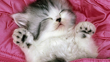 kitty, kitten, cute, pink, sleeps HD wallpaper