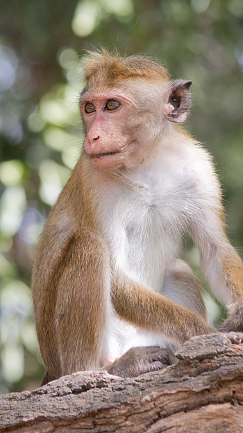 Monkey, Animal HD phone wallpaper