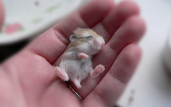 Baby hamster, Hamsters HD wallpaper