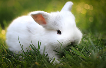 Animals, Food, Grass, Nice, Sweetheart, Rabbit HD wallpaper