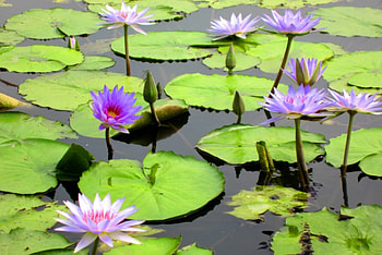 Lotus pond, simple and elegant, pretty, lotus, pond HD wallpaper