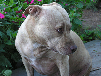 DO I HAVE TO SMILE, dog, american, pit bull, face, cute, canine HD wallpaper