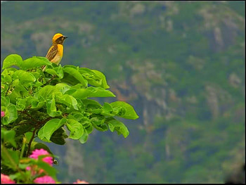 lonely, bird, yellow, green, red, cute, beauty HD wallpaper