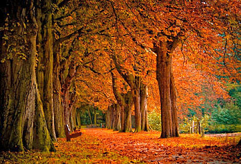 Autumn Trees, trees, autumn, beautiful HD wallpaper