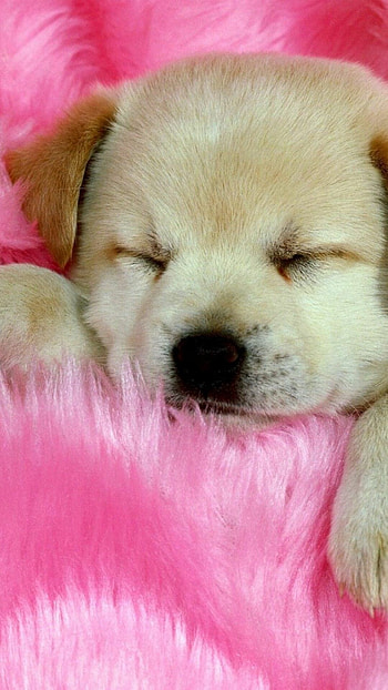 Puppy , Cute animal, Adorable pet, High-definition background HD phone wallpaper