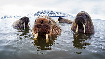 Tooth-walking walruses, WWF blog, Fascinating biology, Right-handed creatures HD wallpaper