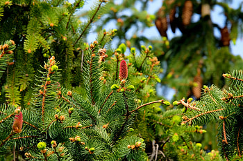 Nature, Cones, Fir, Needles HD wallpaper