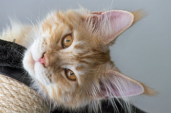 Cat, pisica, animal, face, maine coon HD wallpaper