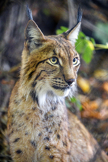 Animals, Iris, Muzzle, Predator, Sight, Opinion, Animal HD phone wallpaper