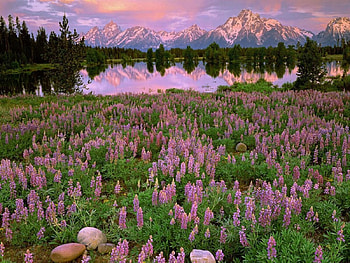 Wildflowers By the Lake, wildflowers, flowers, mountains, lake HD wallpaper