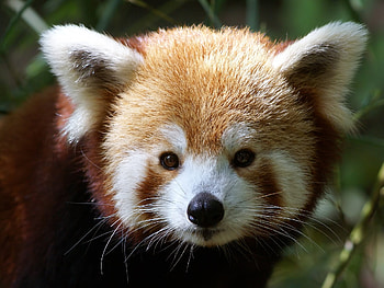 Animals, Muzzle, Fur, Red Panda HD wallpaper