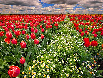 Flower field, tulip, field, flower, clouds, nature, daisies HD wallpaper
