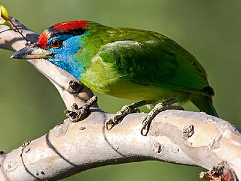 Beautiful Bird, colors, beautiful, bird HD wallpaper