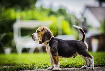 Dog, sweet, animal, dogs, cute, beautiful, puppys, puppy, pretty, animals, lovely HD wallpaper
