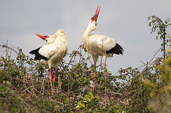 White stork in motion, Striking visuals, In-flight graphy, Dynamic bird HD wallpaper