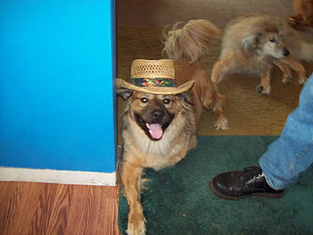 Billy with Hat, dog, billy, 3 legs, hat HD wallpaper