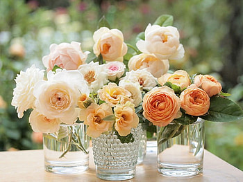 Bright and beautiful, roses, vases, flower, bright, orange roses, beautiful, wonderful, beauty HD wallpaper