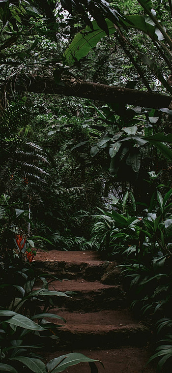 Steps, Jungles HD phone wallpaper