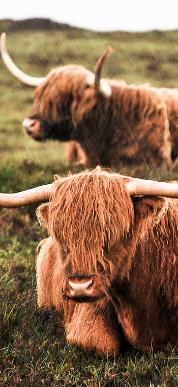Cow , Bovine beauty, Farm animals, Countryside scenes HD phone wallpaper