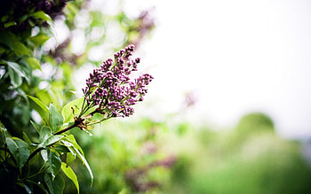 Flowers, Leaves, Plant, Macro HD wallpaper