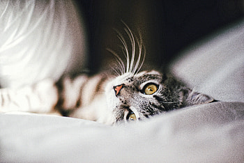 Animals, Cat, Pet, Grey, Animal HD wallpaper