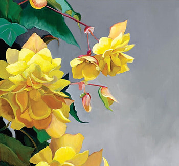 Yellow Begonias, flowers, begonias, yellow HD wallpaper