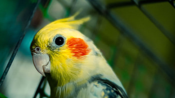 Cockatiel bird, wuxga, , High resolution HD wallpaper