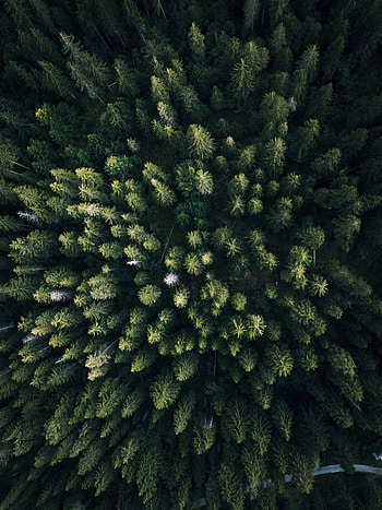 Nature, Trees, View From Above, Forest, Overview, Review HD phone wallpaper