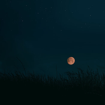 Landscape, Grass, Night, Moon, Dark HD phone wallpaper