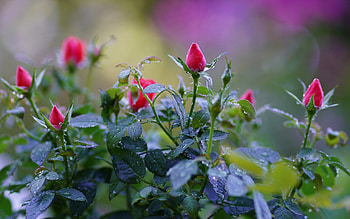 Rose Buds, plants, roses, buds, drops, flowers HD wallpaper
