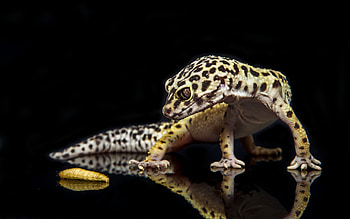 Gecko, Lizard , Leopard gecko wonder, Crested gecko delight HD wallpaper