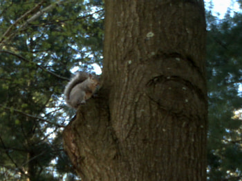 guess who, nature, eat, nut HD wallpaper