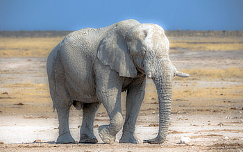 Animals, Nature, Elephant, Africa HD wallpaper