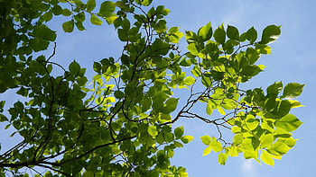 Elm mythology folklore, Trees for life, Nature HD wallpaper