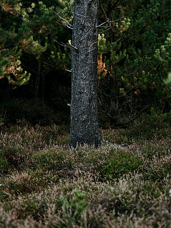 Nature, Grass, Pine, Wood, Forest, Tree, Trunk HD phone wallpaper