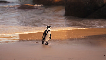Penguin exploration, Beach walk, Ocean vistas, Sandy adventures HD wallpaper
