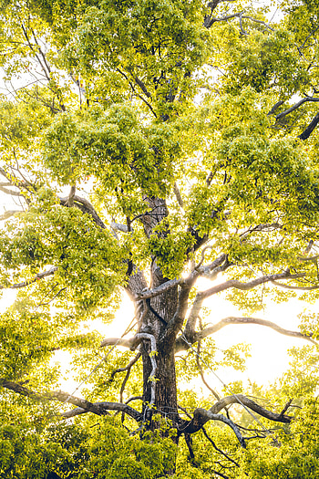 Nature, Bright, Wood, Beams, Rays, Tree, Branches, Sunlight HD phone wallpaper
