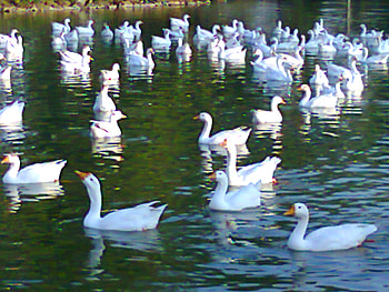 ducks, lahore, duck, in lake, animals HD wallpaper