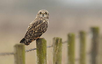 Animals, Birds, Owl HD wallpaper