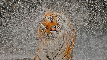 *** Tiger and drops ***, animal, wild, tiger, animals HD wallpaper