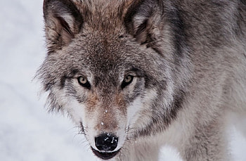 lone wolf, white, timber, saying, black, wolves, , wolf, canislupus, howling, wolf art, wisdom HD wallpaper