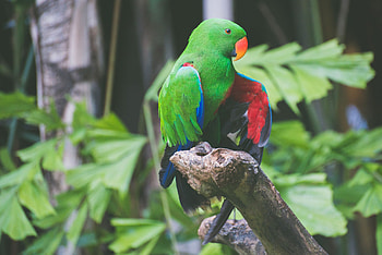 Animals, Birds, Parrots, Color HD wallpaper